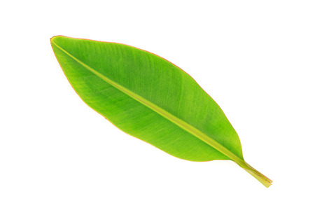 green leaves banana on white backgroundの写真素材