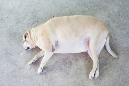 fat labrador dog on the floor.の写真素材