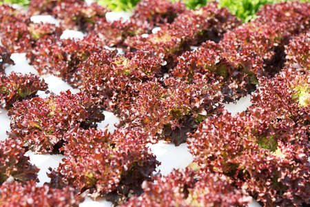 Hydroponic vegetables, Growing vegetables without soil.