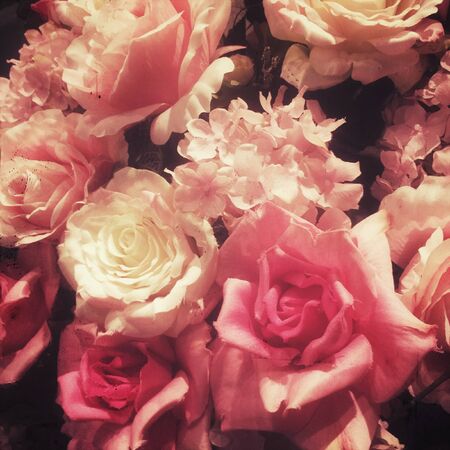 Ping rose vintage for background.の写真素材
