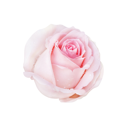 Pink rose isolated on white background and water drop, clipping path.の写真素材