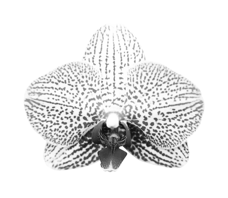 Close-up of gray orchid phalaenopsis isolated on white.の写真素材
