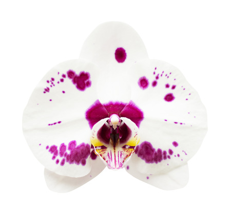 Close-up of pink white orchid phalaenopsis isolated on white.の写真素材
