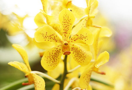 Close-up of yellow phalaenopsis orchid flower.の写真素材