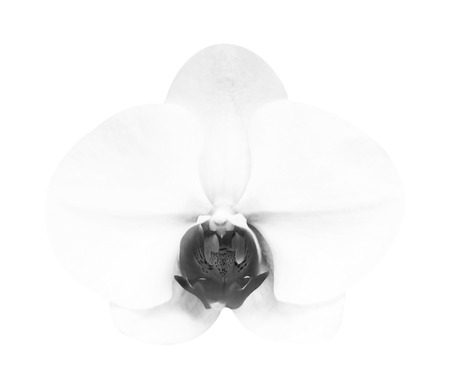 Close-up of white gray orchid phalaenopsis isolated on white.の写真素材
