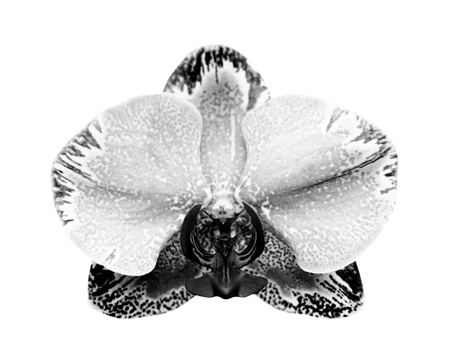 Close-up of gray orchid phalaenopsis isolated on white.の写真素材