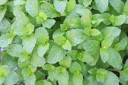 Peppermint on tree in the garden.の写真素材