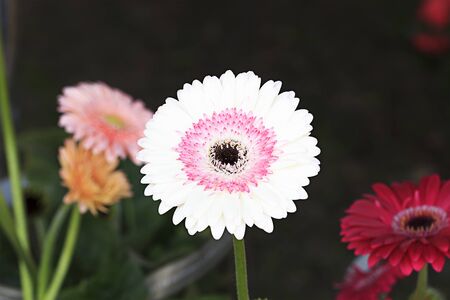 White chrysanthemum flower in the garden.の写真素材