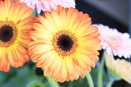 Orange chrysanthemum flower in the garden.の写真素材