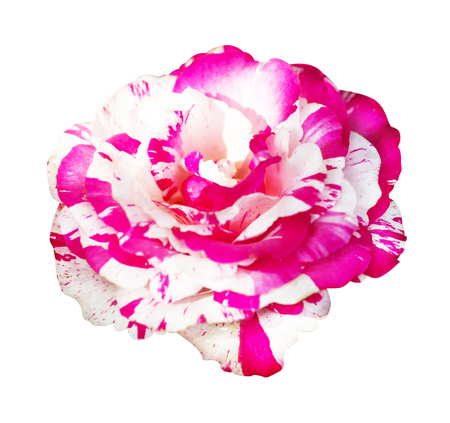 Pink and white rose isolated on white background, soft focus and clipping path.の写真素材