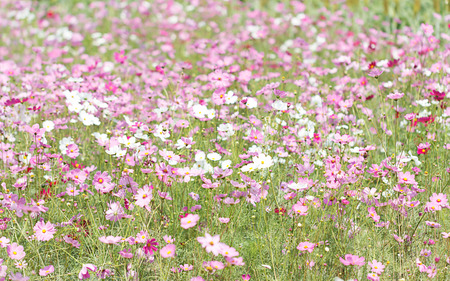 Beautiful cosmos flower in the garden.の写真素材