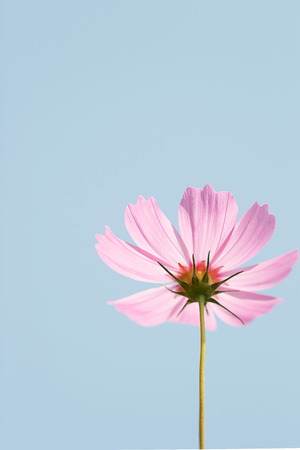 Beautiful pink cosmos single flower and blue sky background.の写真素材