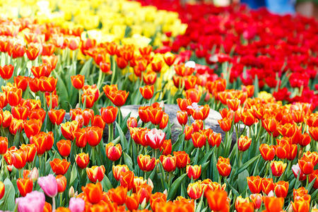 Colorful tulips flower in the garden.の写真素材