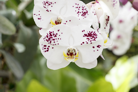 Beautiful white orchid in the gardenの写真素材