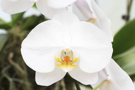 Beautiful white orchid in the garden.の写真素材