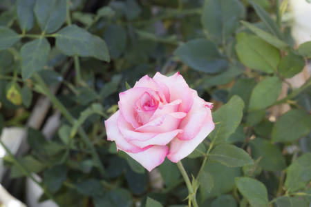 Pink rose flower in the garden.
の写真素材