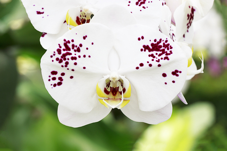 Beautiful white orchid in the garden.の写真素材