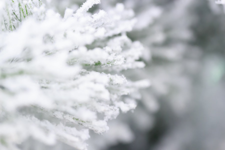 Closeup The Christmas tree and snowの写真素材