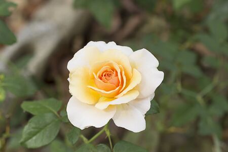 Yellow rose flower in the gardenの写真素材