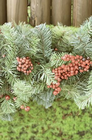 Holly berries on chistmas tree and green background, Warm vintage stye color.の写真素材