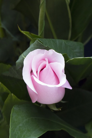 Pink rose flower in the garden.の写真素材