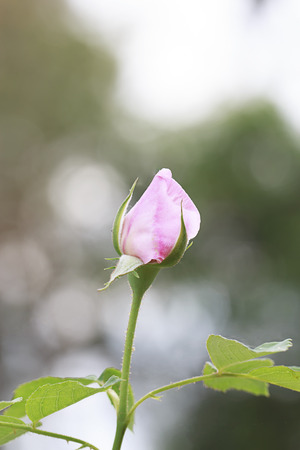 Pink rose flower in the garden.
の写真素材