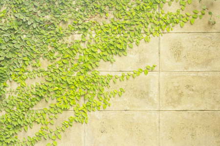Ivy on concrete wallの写真素材