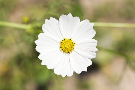 White cosmos flower in the garden. Soft focusの写真素材