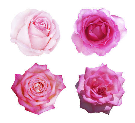 Set of pink rose isolated on white backgroundの写真素材