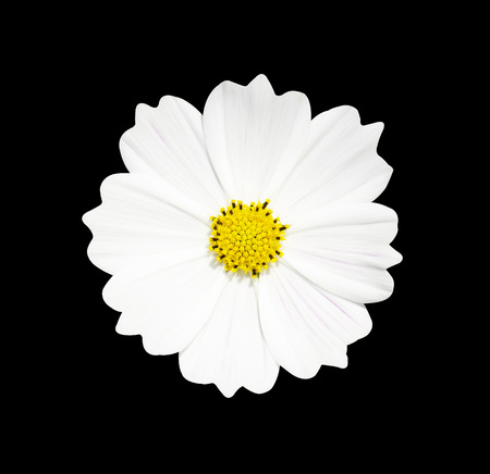 White cosmos flower isolated on black background, soft focus and clipping pathの写真素材