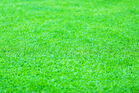 Green fresh grass texture or background for your designの写真素材