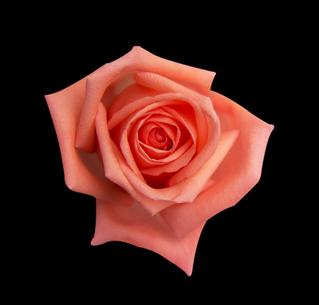 Orange rose isolated on black background, soft focus and clipping pathの写真素材