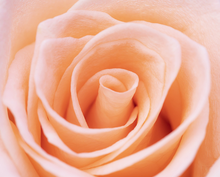 Closeup orange rose flower soft focus.の写真素材