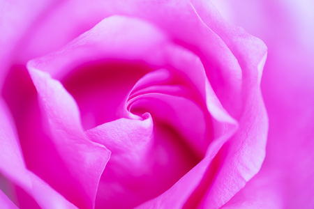 close up pink rose flower soft focusの写真素材
