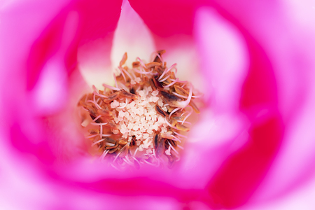 close up pollen of pink rose flower soft focusの写真素材