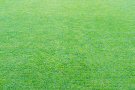 Green fresh grass texture or background, soft focus for your designの写真素材