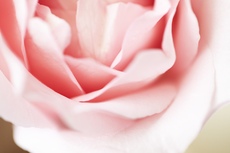 close up pink rose flower soft focusの写真素材