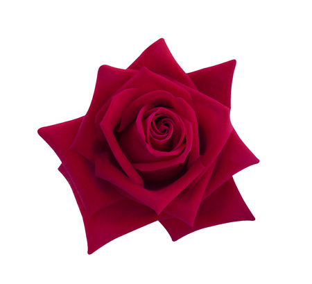 Red rose isolated on white background, clipping path and - soft focus.の写真素材