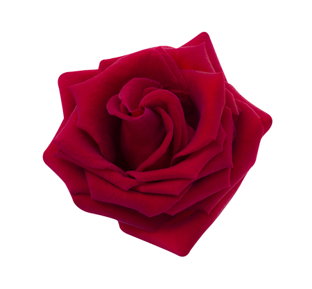 Red rose isolated on white background, clipping path and - soft focus.の写真素材