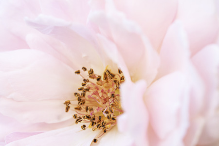 close up pollen of pink rose flower soft focus.の写真素材