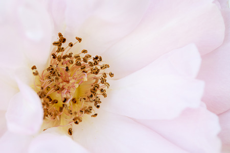 close up pollen of pink rose flower soft focus.の写真素材