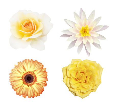 Collection of  yellow flower  isolated on white background, soft focus and clipping pathの写真素材