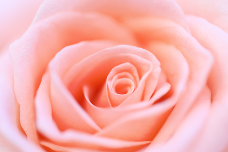 Close up of pink rose, soft focusの写真素材