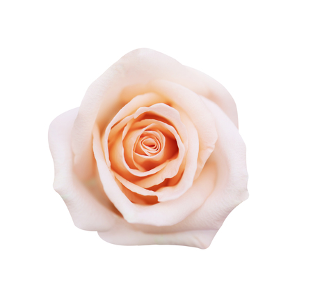 pink rose isolated on white background, soft focusの写真素材