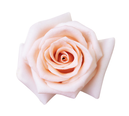 Pink rose isolated on white background, clipping path and - soft focus.の写真素材
