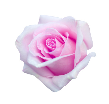 Pink rose isolated on white background, clipping path and - soft focus.
の写真素材