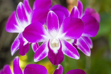 Close-up Pink orchid in the gadenの写真素材