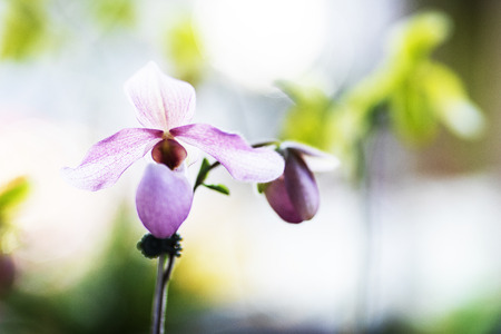 Closeup pink Paphiopedilum orchid in the gardenの写真素材