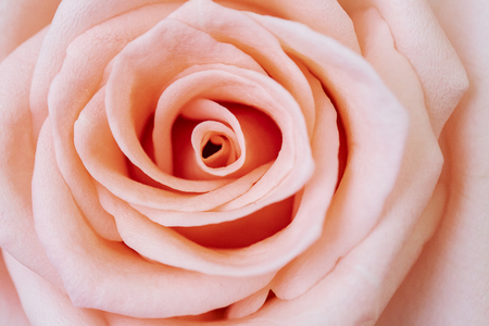 close up pink rose flower soft focusの写真素材
