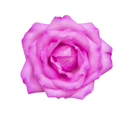 pink rose isolated on white background, soft focus and clipping path.の写真素材